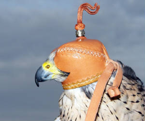 castellanagxp.jpg